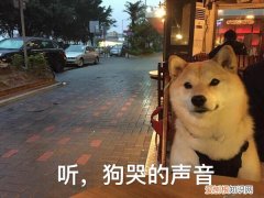 狗狗生病能遛吗 疫情期间，狗狗在家已憋疯，开启自遛模式！