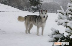 阿拉斯加犬洗澡用什么洗比较好 阿拉斯加犬洗澡用什么洗