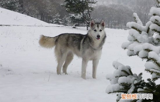 阿拉斯加犬洗澡用什么洗比较好 阿拉斯加犬洗澡用什么洗
