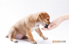 狗可以吃枣子么为什么 狗可以吃枣子么