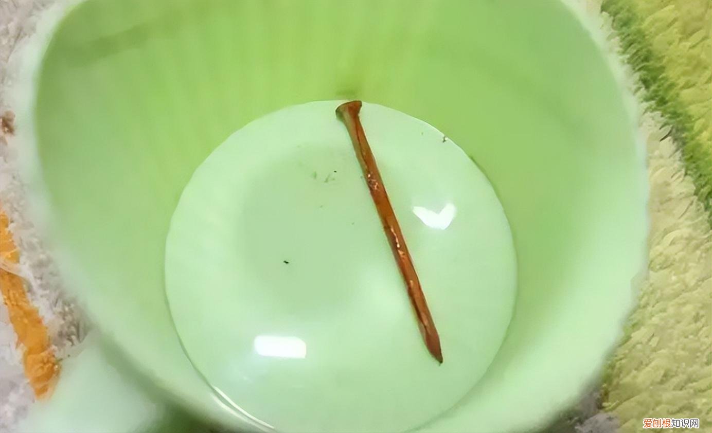 鹅掌花怎么养才能更旺盛,家庭养花小窍门,记住“4不放”,植物长得旺,放一次“伤一次”