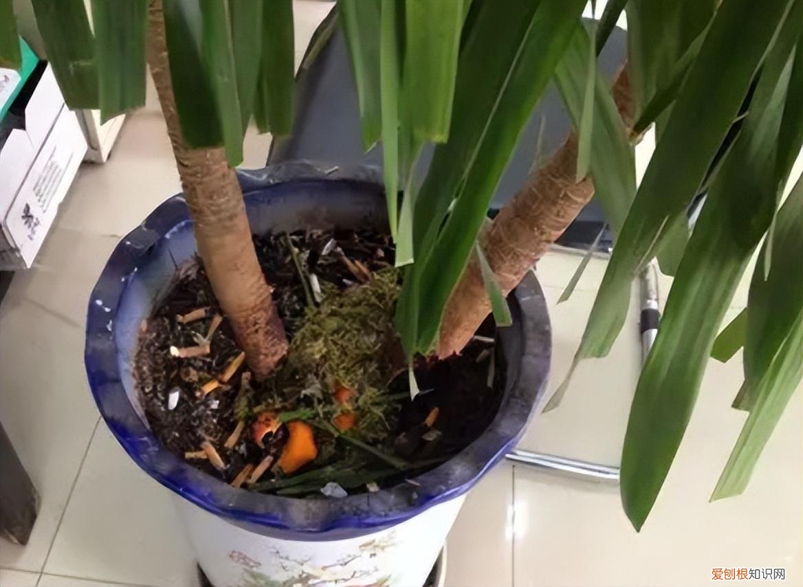 鹅掌花怎么养才能更旺盛,家庭养花小窍门,记住“4不放”,植物长得旺,放一次“伤一次”