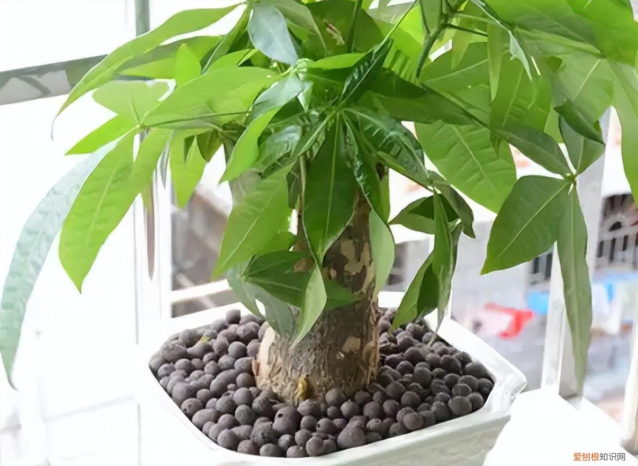 鹅掌花怎么养才能更旺盛,家庭养花小窍门,记住“4不放”,植物长得旺,放一次“伤一次”