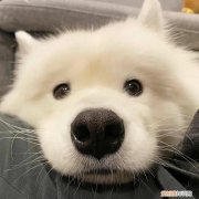 狗不懂科学，狗狗知识大扫盲，你真的懂你的狗吗？