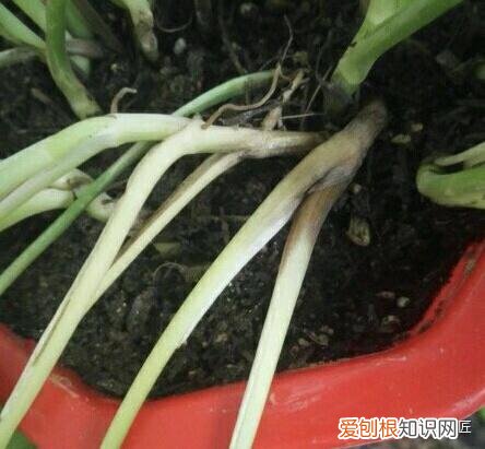 想养一盆花什么好养，喜欢养花？你得具备3个“基本功”，这样才能养1盆活1盆