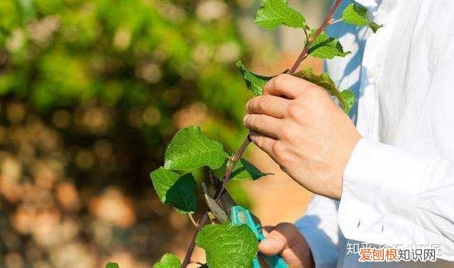 想养一盆花什么好养，喜欢养花？你得具备3个“基本功”，这样才能养1盆活1盆