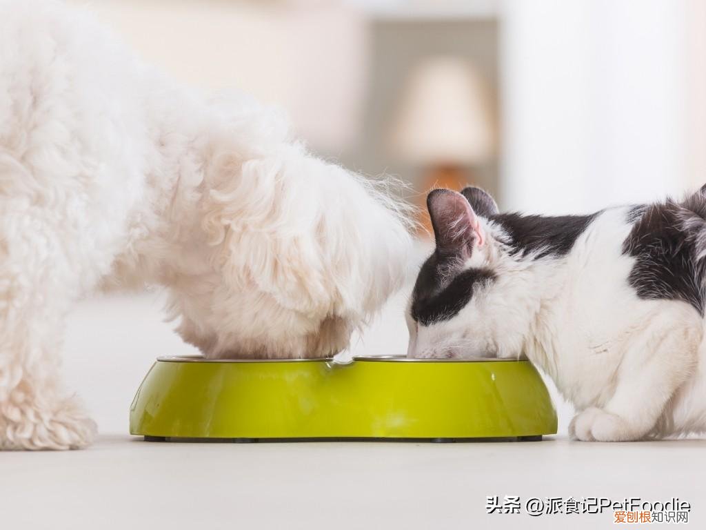 不用经常喂食的宠物,医生笔记|宠物喂养的5个常见问题答疑