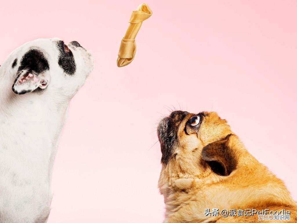 不用经常喂食的宠物,医生笔记|宠物喂养的5个常见问题答疑