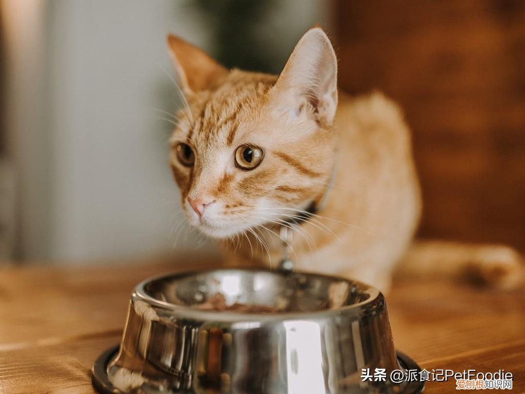 不用经常喂食的宠物,医生笔记|宠物喂养的5个常见问题答疑