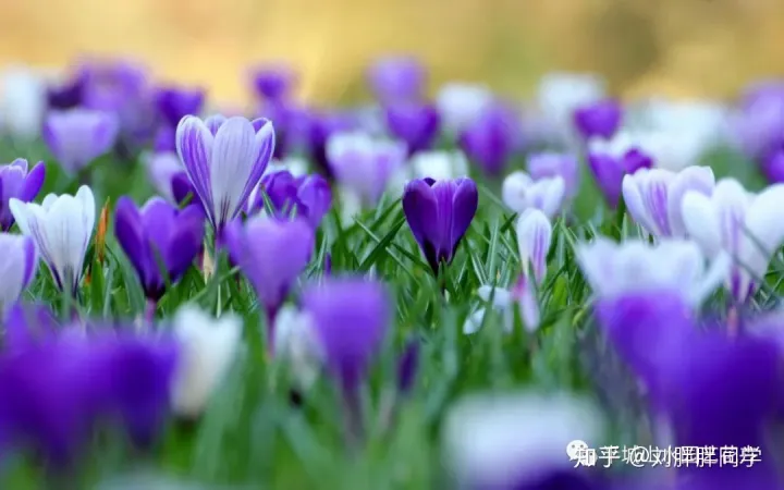 一 新手适合养什么花好活,新手养花攻略