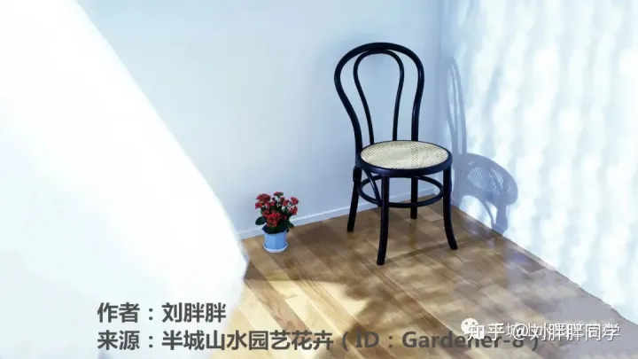一 新手适合养什么花好活,新手养花攻略