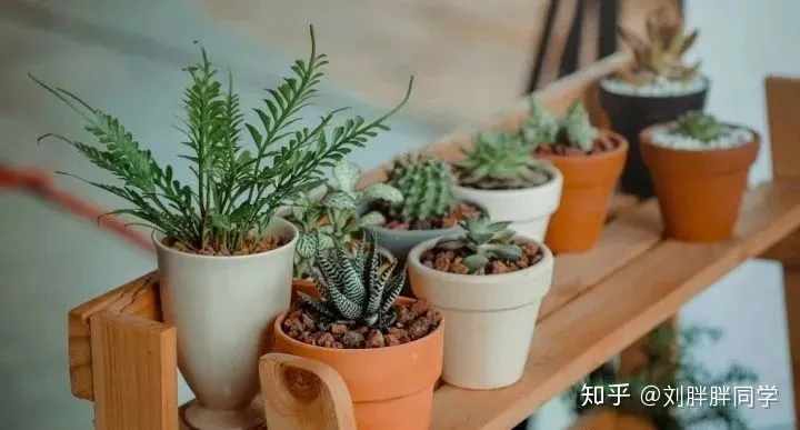 一 新手适合养什么花好活,新手养花攻略