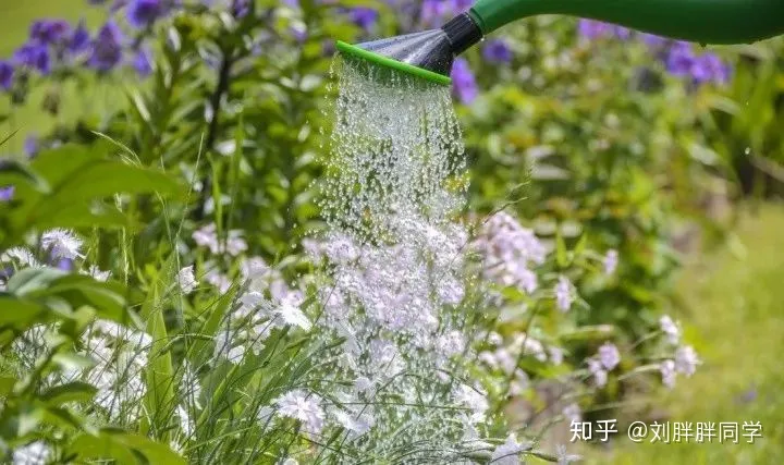 一 新手适合养什么花好活,新手养花攻略