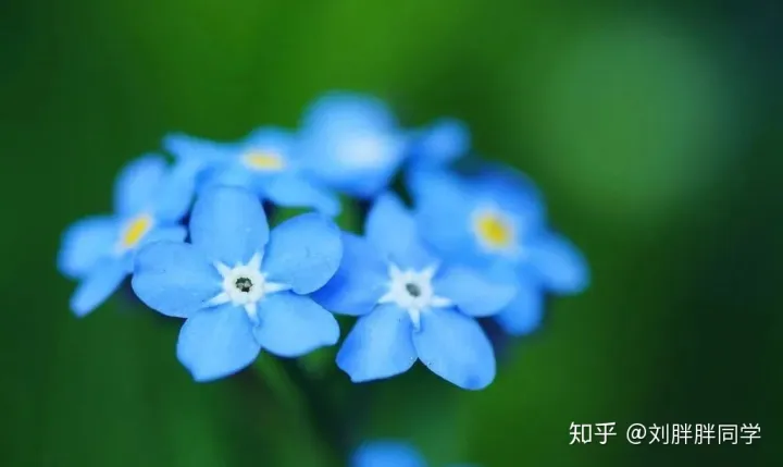 一 新手适合养什么花好活,新手养花攻略