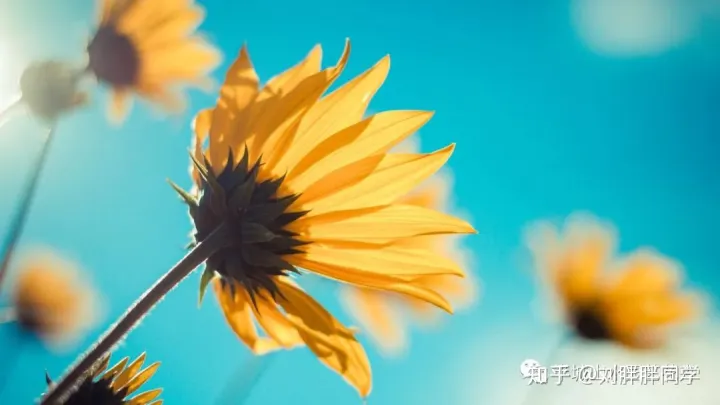 一 新手适合养什么花好活,新手养花攻略