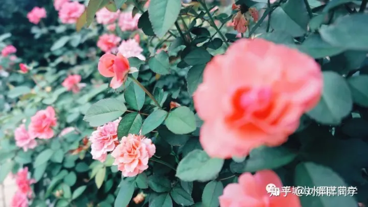 一 新手适合养什么花好活,新手养花攻略