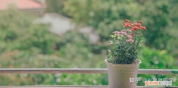 一 新手适合养什么花好活,新手养花攻略