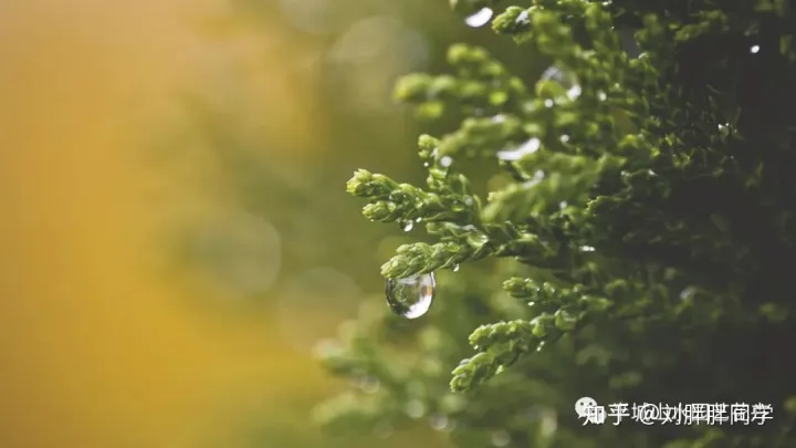 一 新手适合养什么花好活,新手养花攻略