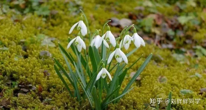 一 新手适合养什么花好活,新手养花攻略