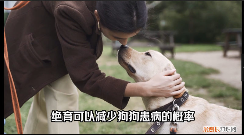 我的发情宠物免费阅读,关于宠物发情,你不知道的事情