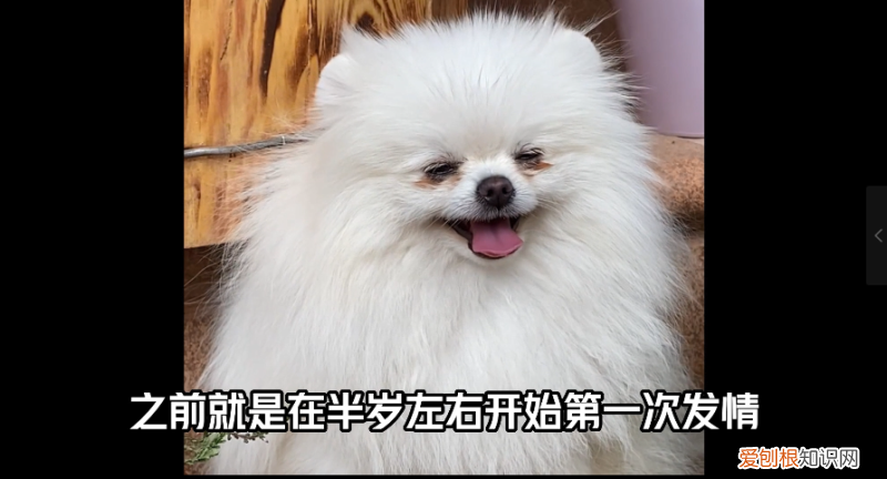 我的发情宠物免费阅读,关于宠物发情,你不知道的事情
