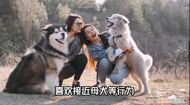 我的发情宠物免费阅读,关于宠物发情,你不知道的事情