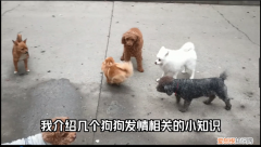 我的发情宠物免费阅读，关于宠物发情，你不知道的事情