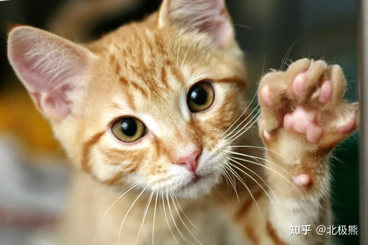 养猫必备常识，科普|养猫最实用的一百条小知识，肯定有你不知道的！