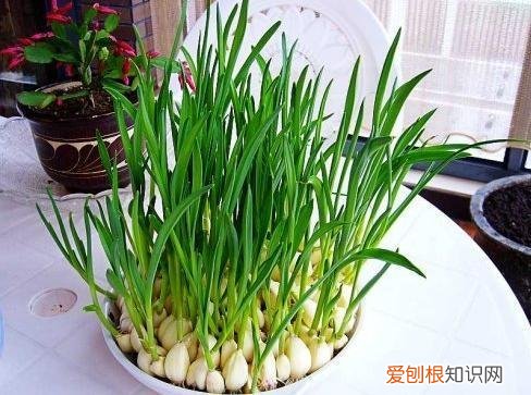 教你养花小技巧，几个养花“好技巧”，新手可以先学学，都是养花高手的经验