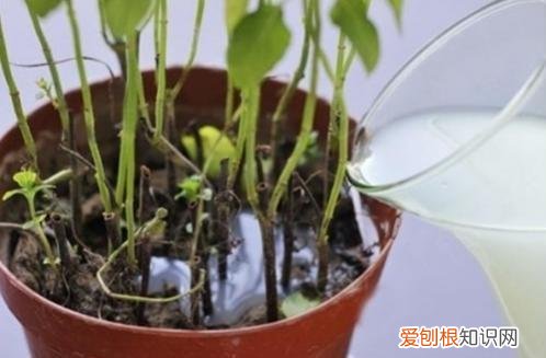 教你养花小技巧，几个养花“好技巧”，新手可以先学学，都是养花高手的经验