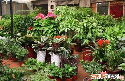 教你养花小技巧，几个养花“好技巧”，新手可以先学学，都是养花高手的经验