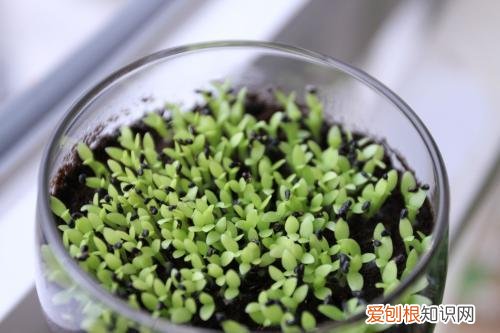 教你养花小技巧，几个养花“好技巧”，新手可以先学学，都是养花高手的经验