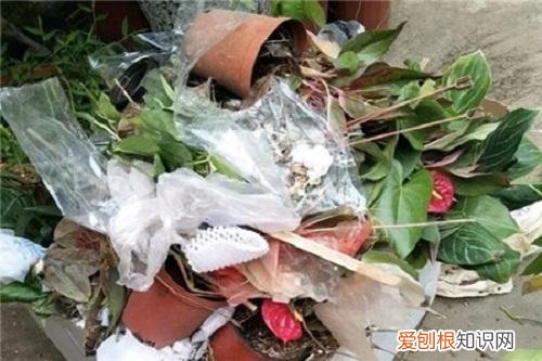 教你养花小技巧，几个养花“好技巧”，新手可以先学学，都是养花高手的经验
