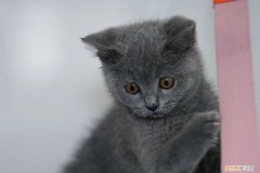 养猫大全 知识汇总贴，100条养猫冷知识，私藏3年大放送