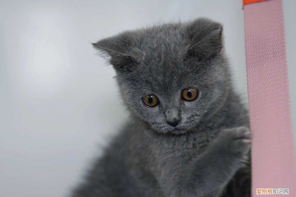 养猫大全 知识汇总贴，100条养猫冷知识，私藏3年大放送