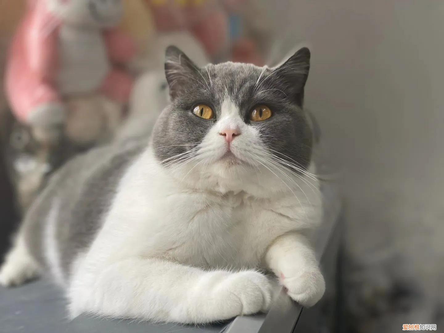 养猫大全 知识汇总贴，100条养猫冷知识，私藏3年大放送