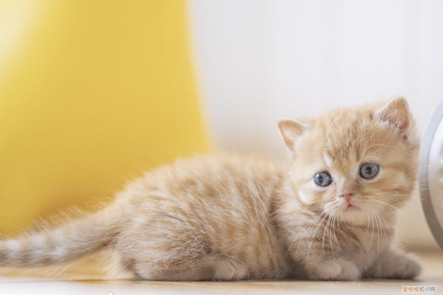 下 养猫的烦恼你们懂吗，关于养猫你不得不知道的100个冷知识