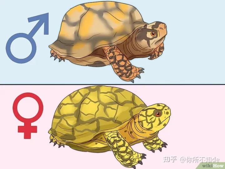 我家的小宠物作文600，我对不起我家的宠物！我一直搞错了它的性别！如何区分乌龟的性别