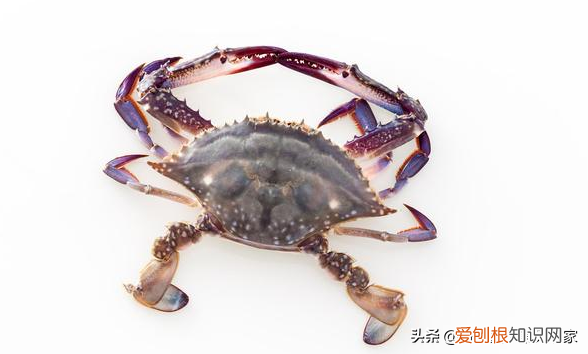如何分辨寄居蟹雌雄，寄居蟹公母怎么分？如何分辨寄居蟹的性别？