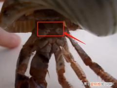 如何分辨寄居蟹雌雄，寄居蟹公母怎么分？如何分辨寄居蟹的性别？