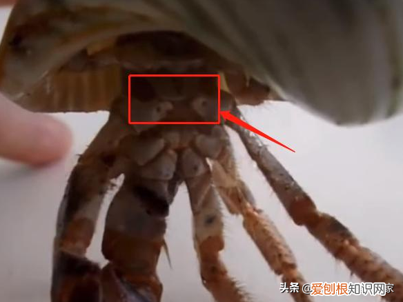 如何分辨寄居蟹雌雄，寄居蟹公母怎么分？如何分辨寄居蟹的性别？