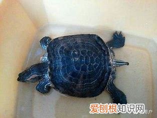 什么龟不能买，不会选龟？买来都是病龟？别弃坑，注意这几点！新手老手都适用