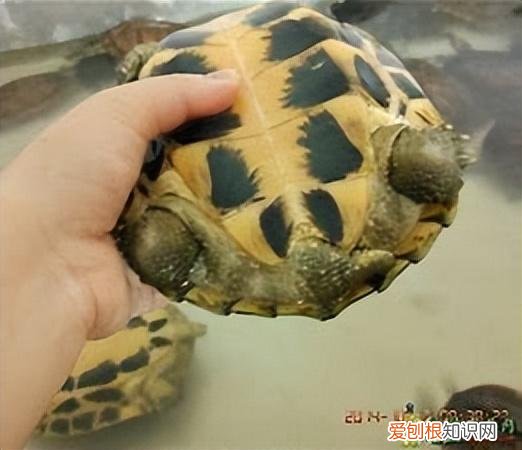 什么龟不能买，不会选龟？买来都是病龟？别弃坑，注意这几点！新手老手都适用