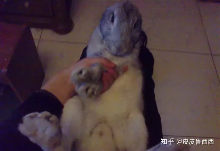 怎么样可以看出兔子怀孕了，怎么看出兔子怀孕了？