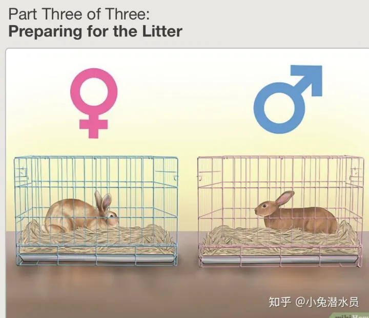 怎样判断兔子有没有怀孕了，如何判断你的兔兔怀孕了