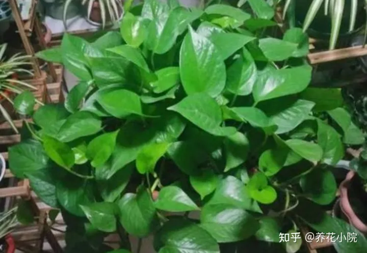 养花快速生根小妙招,养花先“养根”,3个“小方法”,根系疯长,枝叶繁茂
