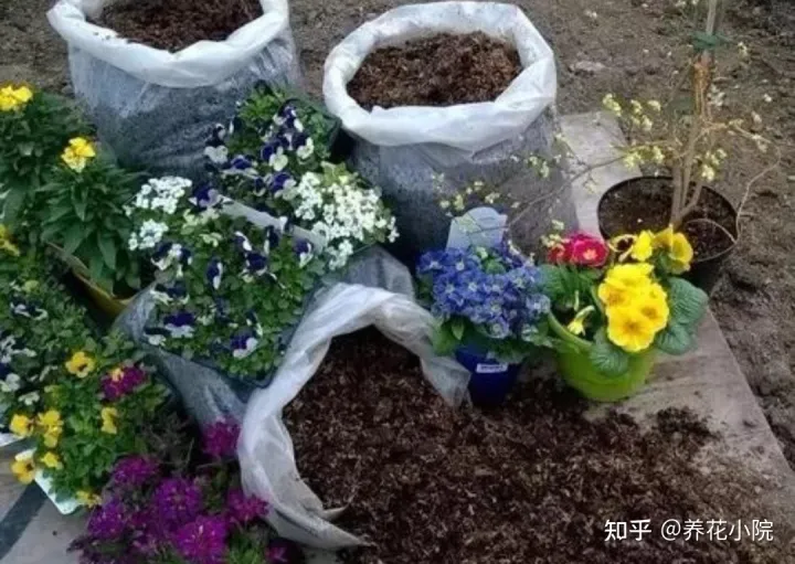 养花快速生根小妙招,养花先“养根”,3个“小方法”,根系疯长,枝叶繁茂