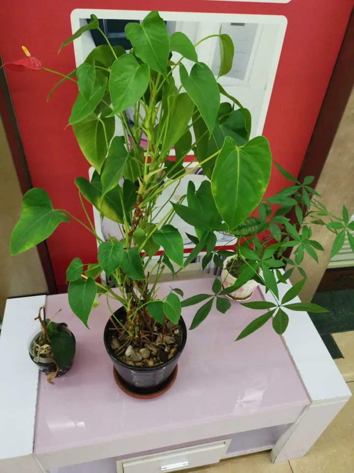 盆栽花卉怎么养殖，学会这些简单的园艺技巧，养花都会变简单，养啥植物都好活