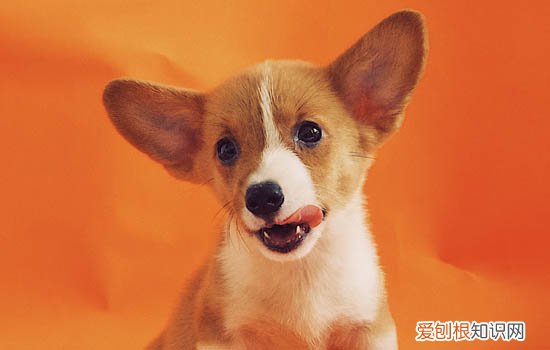 狗狗老了要防止什么疾病发生 狗狗老了要防止什么疾病