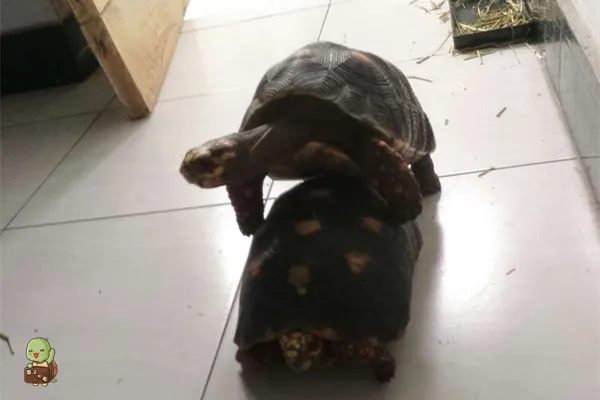 怎么看乌龟公母草龟，乌龟怎么判断公母？